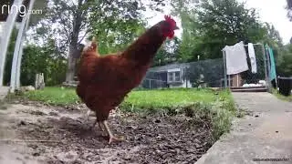 Rita the red chicken