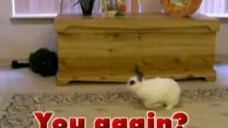 My bunny and kitties