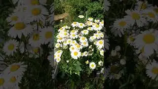 #цветы
