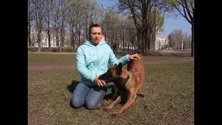 что делать если пес прыгает на собак  делает садки?