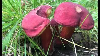 Identifying the Ruby Bolete, Hortiboletus rubellus
