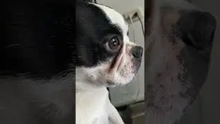 Papá olvido algo 😮🤣 #bostonterrier #humor #dogactor #dog
