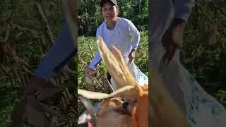 Mangharvest sa Mais ay Panit diay 