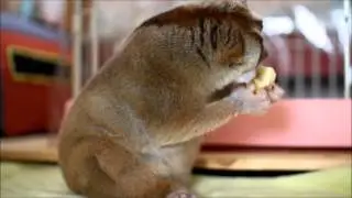 Slow Loris eating Banana