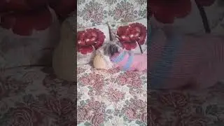 # Shorts игривый йорк Юни.