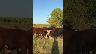 Бычки на доращивание