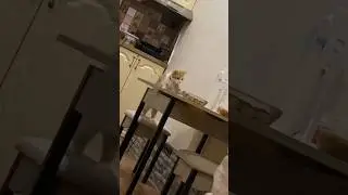 Привет от Рудика