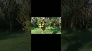 Farm House Vlog In Malaysia | Countryside  Malaysia | Anusha Masroor