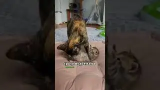 Кошачья материнская любовь 😌🥹