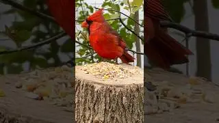 A Majestic Cardinal Visits Me!