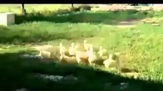 Построение гусей матом, Новые Приколы, Шутки, Смешные ролики Юмор! Прикол! Смех