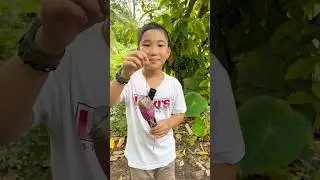 Đi Săn Chim Cu | Chim Cu Biết Cười P1 #bettasales #chimcugayvn