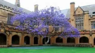 ЖАКАРАНДА Jacaranda