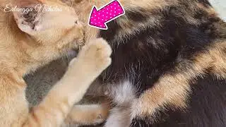 VIRAL !! KUCING TUA MASIH NYUSU GAK TAU MALU