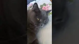 Кошечка спит #кошка #британскаякошка #домашниеживотные #catlover #животные #shortsvideo #музыка