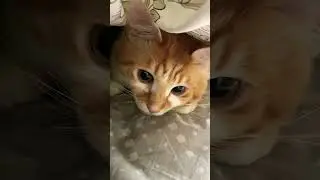 ДОБРОЕ УТРО, МАЛЫШ/ GOOD MORNING, BABY