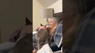 Кенгуру
