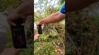 Macro Vs. Macro Lens 