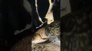 Мёртвая хватка,но карась вырывался 💪.#aquarium #аквариум #fishing #pike #щука