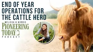 EP: 413 What Happens in Winter When You Double Your Cattle Herd