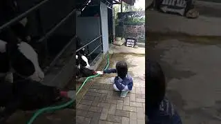 [ Memberi susu buat sapi. farmhouse di lembang ]