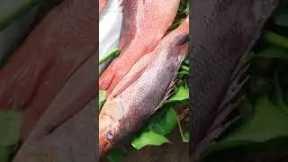 সবচেয়ে বড় লাল কোরাল মাছ