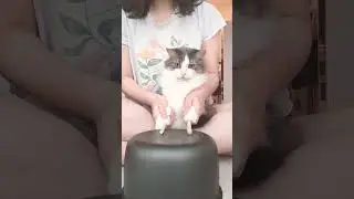 My cat drumming on the rice cooker pot #cat #funny #kitten #cute #funnycats