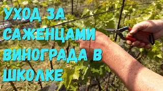 Уход за саженцами винограда в школке.