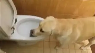 Неблагодарная