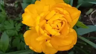 Мои клумбы
