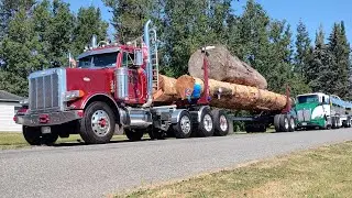 Peterbilt logging truck in 2024 Everson festival parade with huge 3 log fir load.