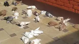 узбекские бойные голуби Чечни 91