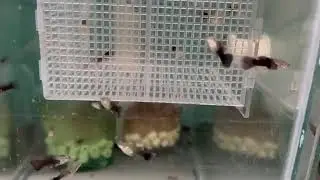 Belas Linhagens de Guppy Pelo Mundo Aprenda a Criar Guppy