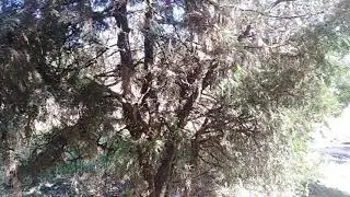 Сакская минералка.