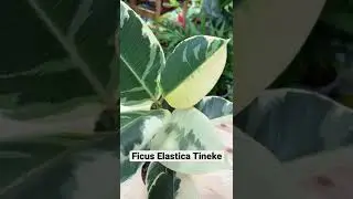 Ficus Elastica Tineke, фикус Эластика Тинеки