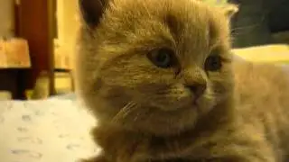 Kitten suddenly falls asleep