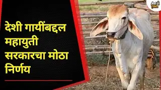 महाराष्ट्रात आता गाय राज्यमाता -गोमाता घोषित, Mahayuti सरकारचा निर्णय