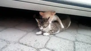 Kedi Çiftleşmesi Nasıl Olur