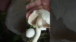 Как вырастить #грибы на даче? 🙃 Не знаем! У нас сами растут 😉 @Mila_PopDog