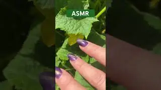 Cucumber’s leaves ASMR 🥒                              #patiasmr #asmr #asmrsounds #asmrtorelax