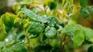 Rain on Leaves video