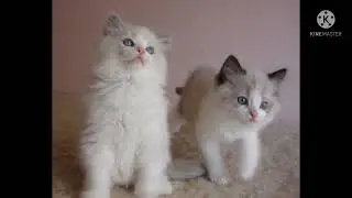 kompilasi foto foto kucing lucu