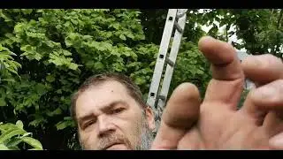 Снимаем рой для нуклеусов.