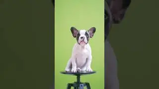 perrito arriba de mesa Chroma key green screen dog flecha