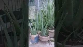 Aloevera Barbadensis Miller