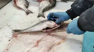 Balık Nasıl Temizlenir - Çupra ve Levrek Temizleme 5 Saniye