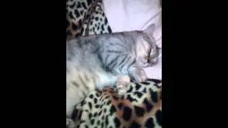 Моя кошка Даша