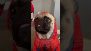 Spider-Pug #pug #pugnation #dog #spiderman