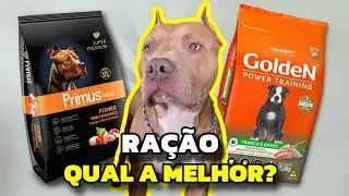 MELHOR RAÇÃO PARA PITBULL testei as duas