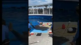 You wont believe what Dolphins can do